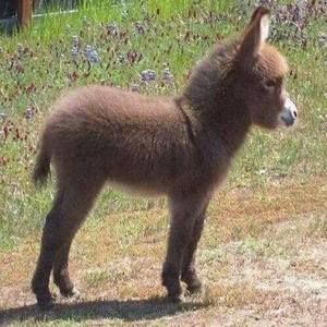 Meet your Posher, Marcial